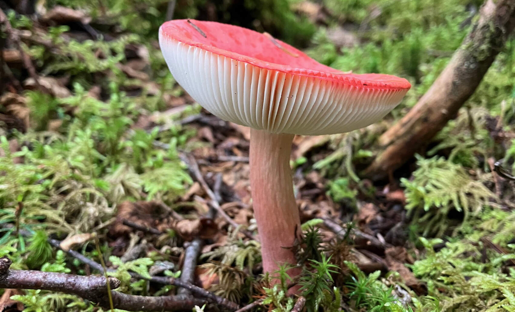 Dead Man's Hollow Mushroom Walk