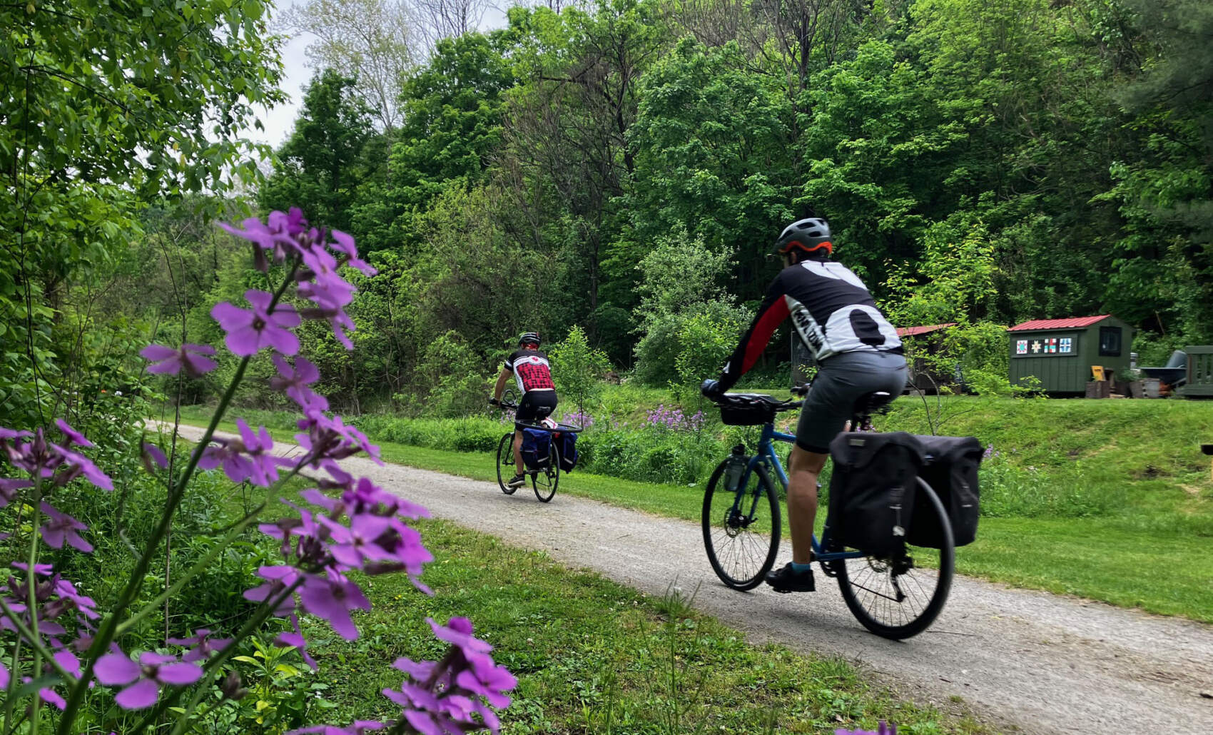 Phlox Fayette County GAP