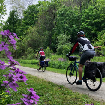 Phlox Fayette County GAP